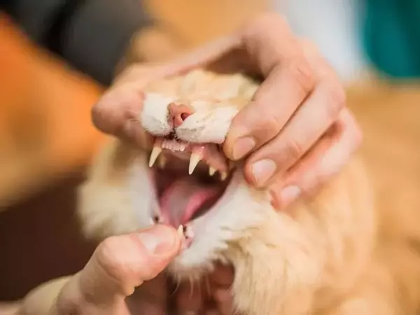 Зъбен камък при котки - симптоми и лечение