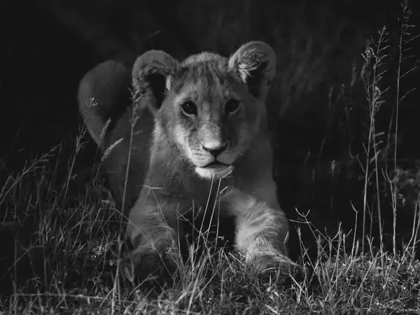 Втори ден в Берлин продължава издирването на избягалата лъвица.