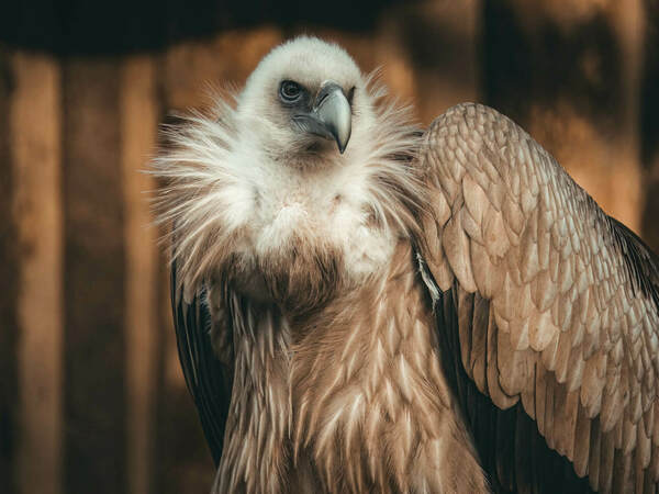 Белоглав лешояд - описание, начин на живот и местообитание