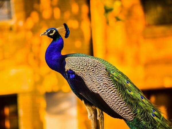 Паун - описание и характеристики