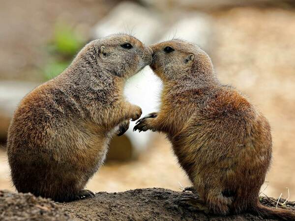 Прерийно куче - начин на живот и местообитание