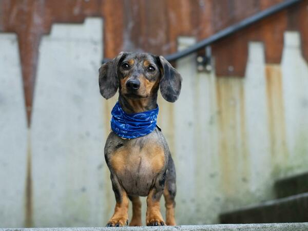 Дакел - описание, характеристики и грижи породата