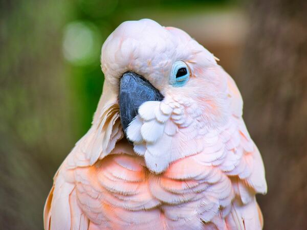 Папагал Kакаду - описание, характеристики и местообитание