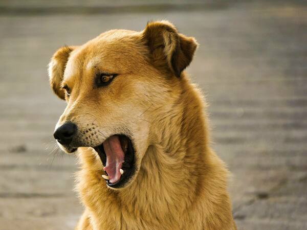 Бяс при кучетата - симптоми, профилактика и лечение