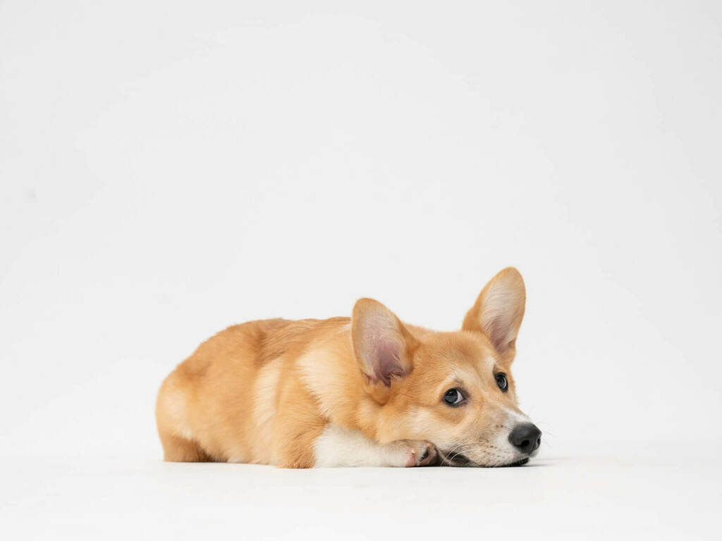 Херния при кучета - видове, диагонстика и лечение