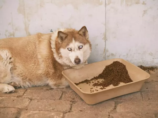 Затлъстяване при кучета - причини, симптоми и лечение