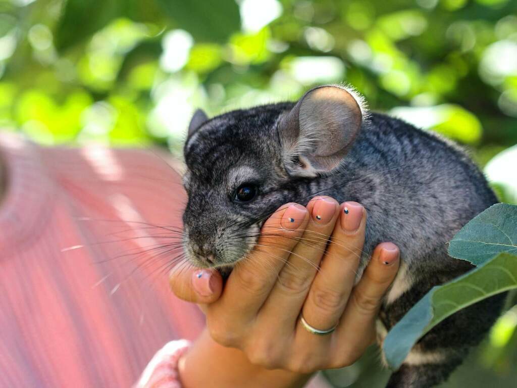 Чинчила - описание, характеристики и грижи