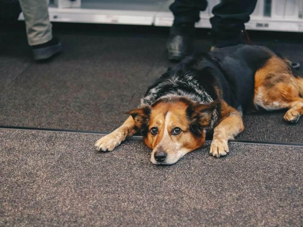 Инфекциозен хепатит при кучета - симптоми и лечение на заболяването