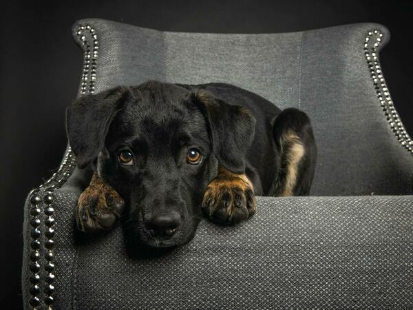 Остеомиелит при кучетата