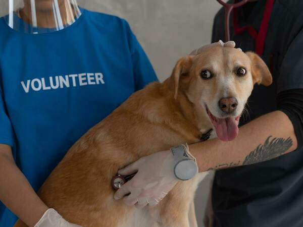 Перитонит при кучетата - причини и лечение