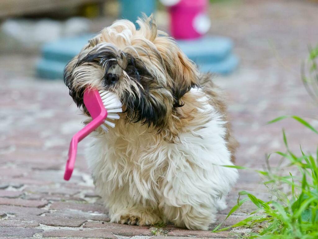 Почистване на зъбите на куче и отстраняване на зъбен камък