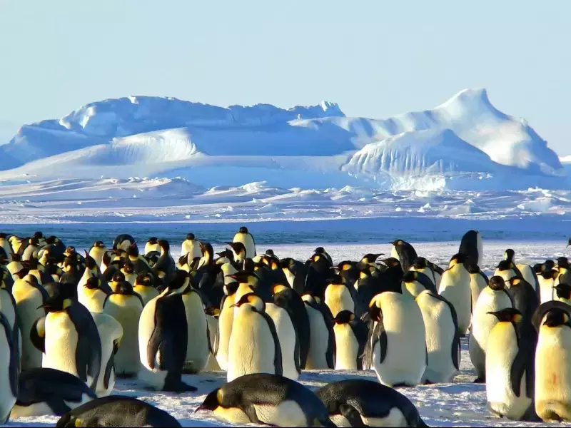 Пингвините отделят смешен газ, този който зъболекарите използват за анестезия.