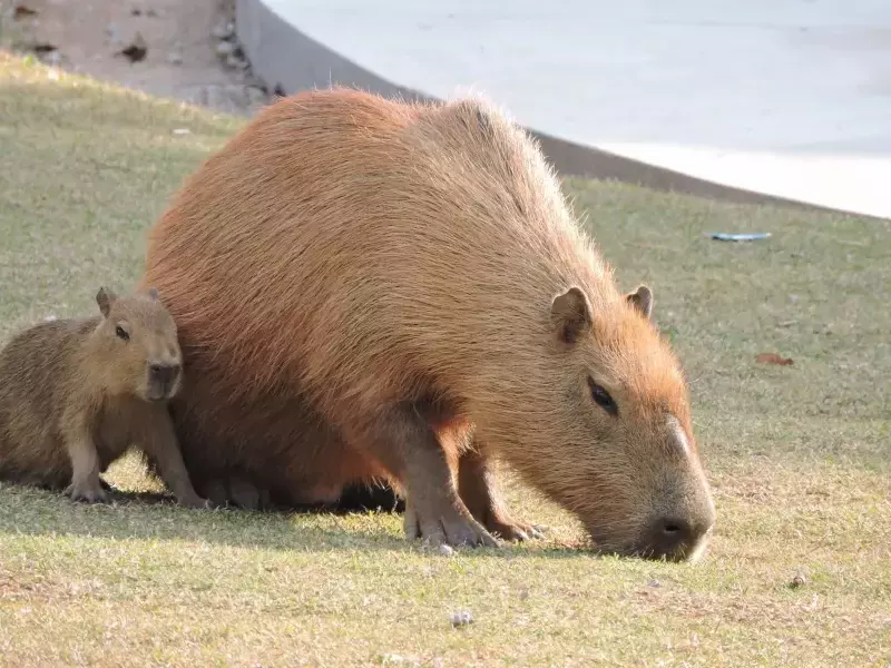 Капибарa - начин на живот и местообитание