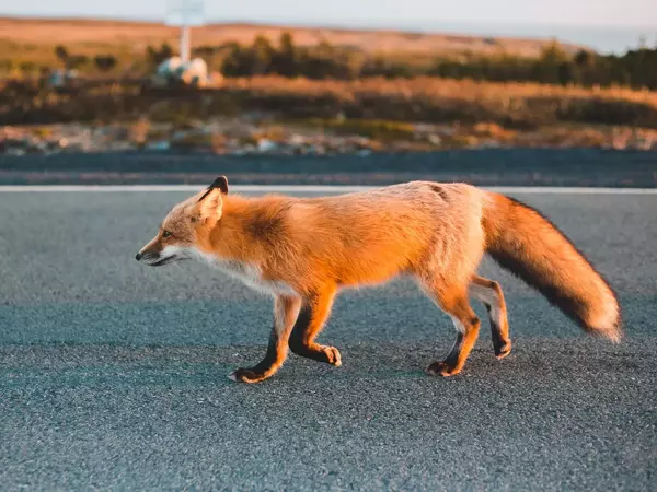 БАБХ започва пролетна ваксинация на лисиците срещу бяс