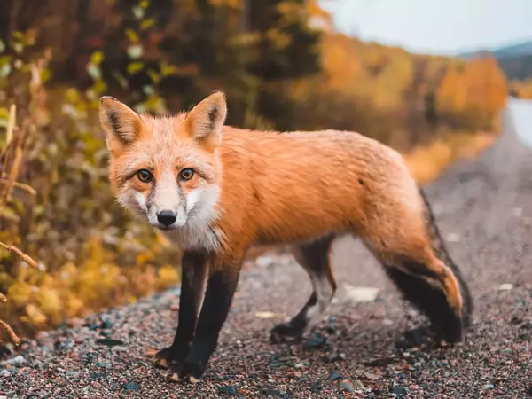 Лисица - описание, характеристики, начин на живот и местообитание