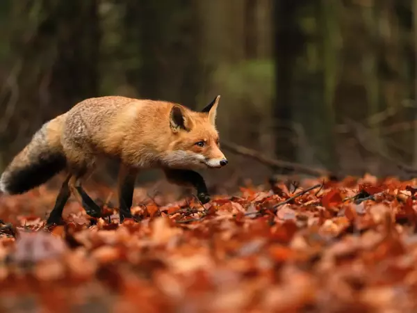 БАБХ започва кампания за ваксинация на лисиците срещу бяс