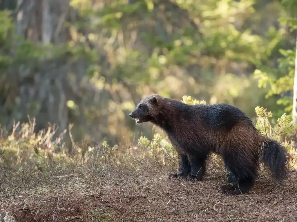 Росомаха - описание, характеристики и местообитание