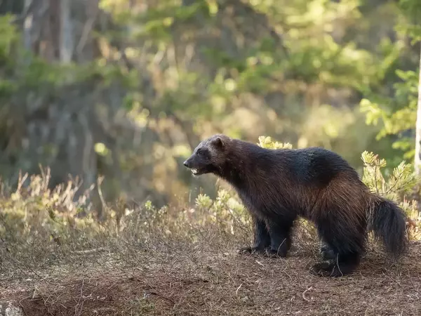 Росомаха - описание, характеристики и местообитание