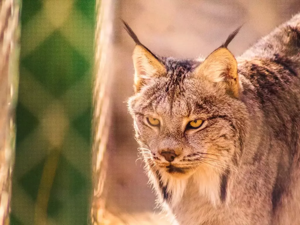 Рис (Lynx lynx)  - популация в България