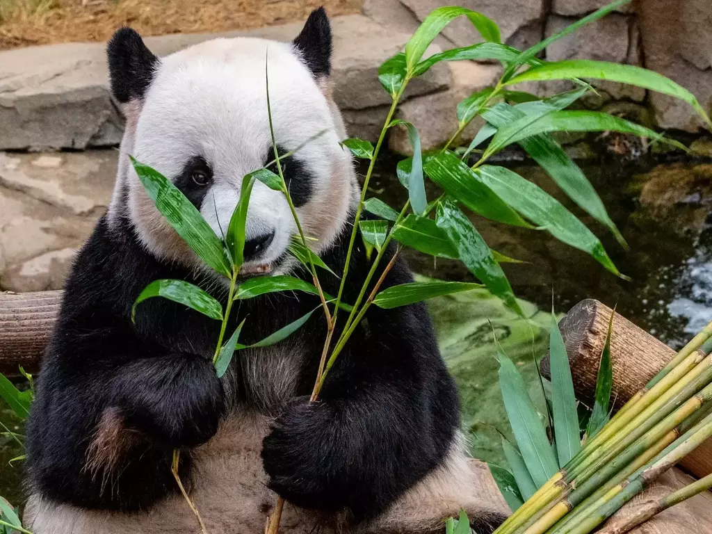 Голяма панда - начин на живот и местообитание