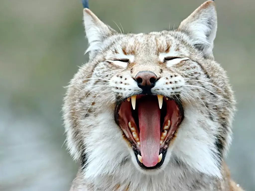 Рис - начин на живот и местообитание