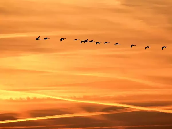 Нови четири вида птици зимуват по водоемите в Шуменско, показаха данните от 48-то преброяване