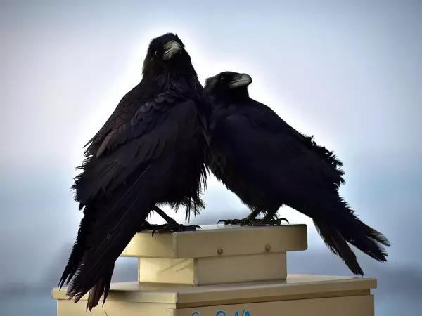 Гарваните са най-умните птици на планетата