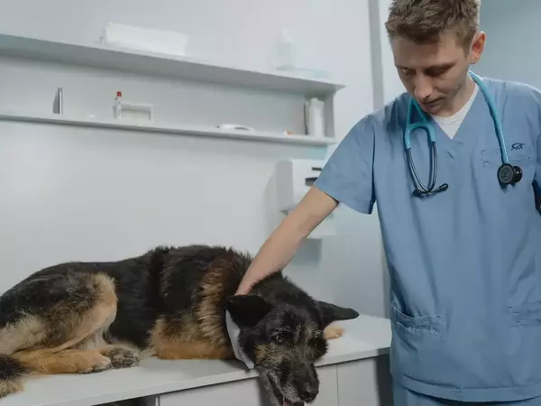 Защо домашният ми любимец има лош дъх?