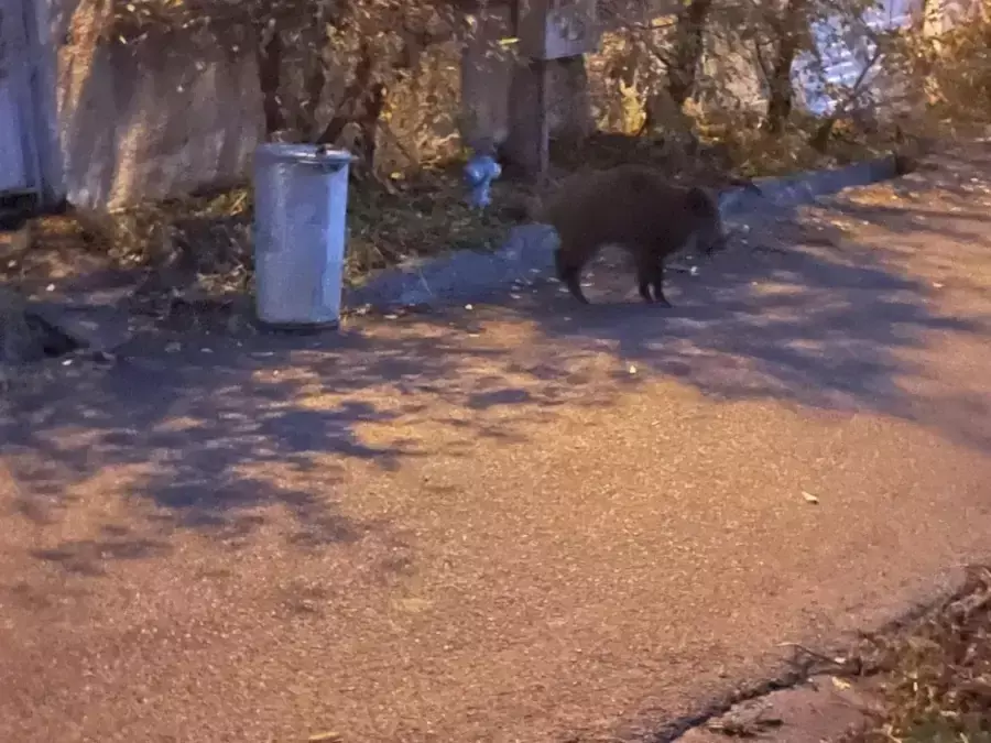 Стадо диви прасета са новите заселници в "Горна баня"