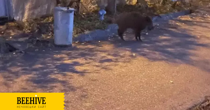 Стадо диви прасета са новите заселници в "Горна баня"