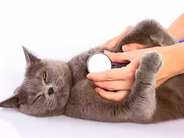 Дихателна недостатъчност при кучета и котки - описание, причини и лечение