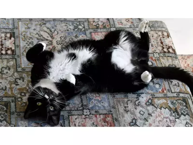 Учени обясниха защо котките имат бели кореми и лапи