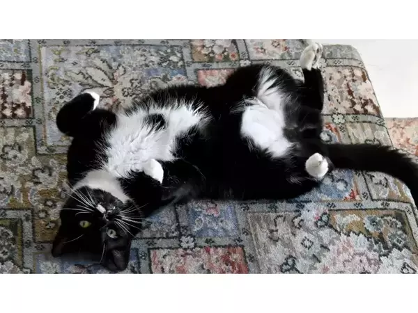 Учени обясниха защо котките имат бели кореми и лапи