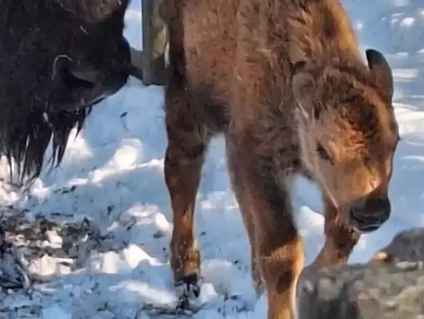 Бизонче се роди в столичния зоопарк
