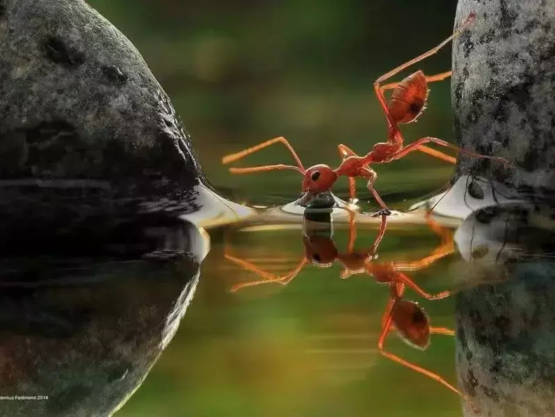 Мравките са интересни животни