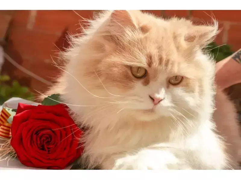 Отровни цветя и растения за котките - кои са те?