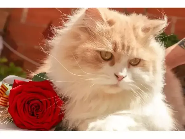 Отровни цветя и растения за котките - кои са те?