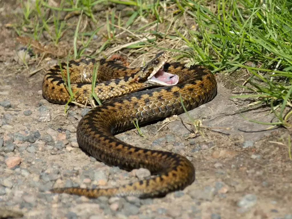 Усойница - начин на живот и местообитание