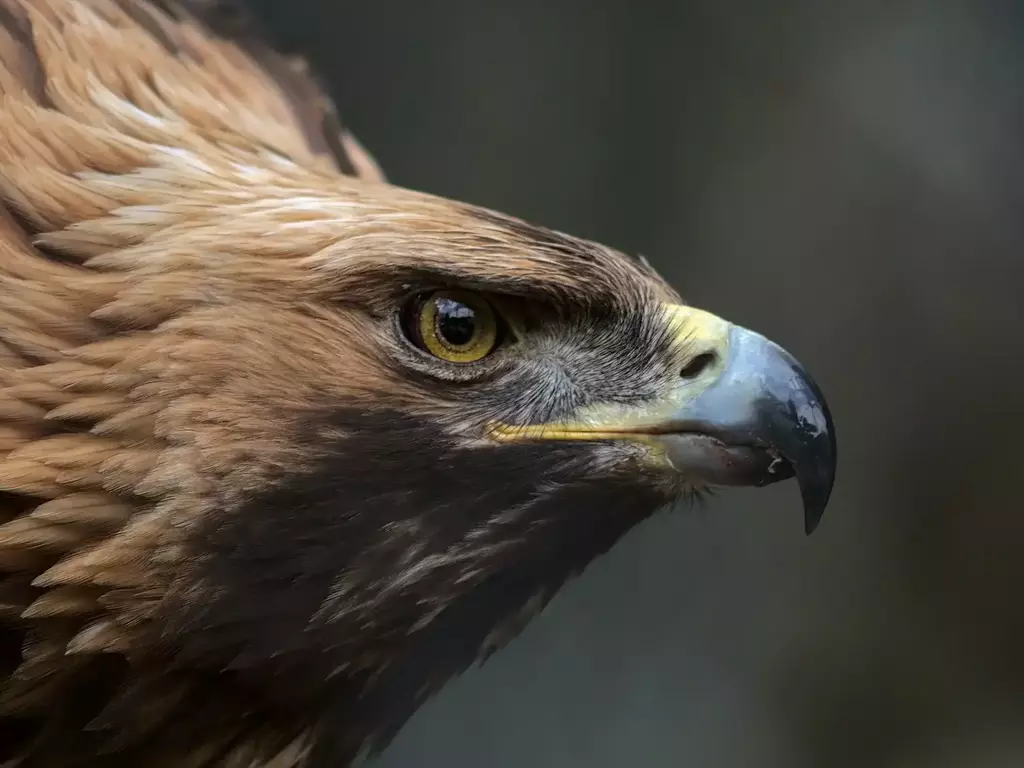 Скален орел - описание, характеристики и местообитание