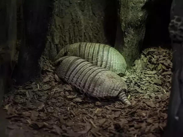 Най-новите обитатели на бургаския зоопарк са двойка броненосци