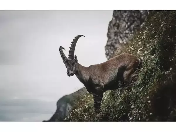 Ловно стопанство "Кормисош" е единственото в България с алпийски козирози