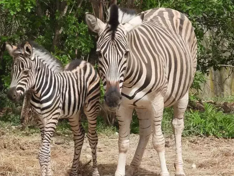 Бебе зебра се роди в Софийския зоопарк
