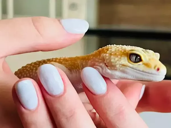 Базови грижи за гекон в домашни условия