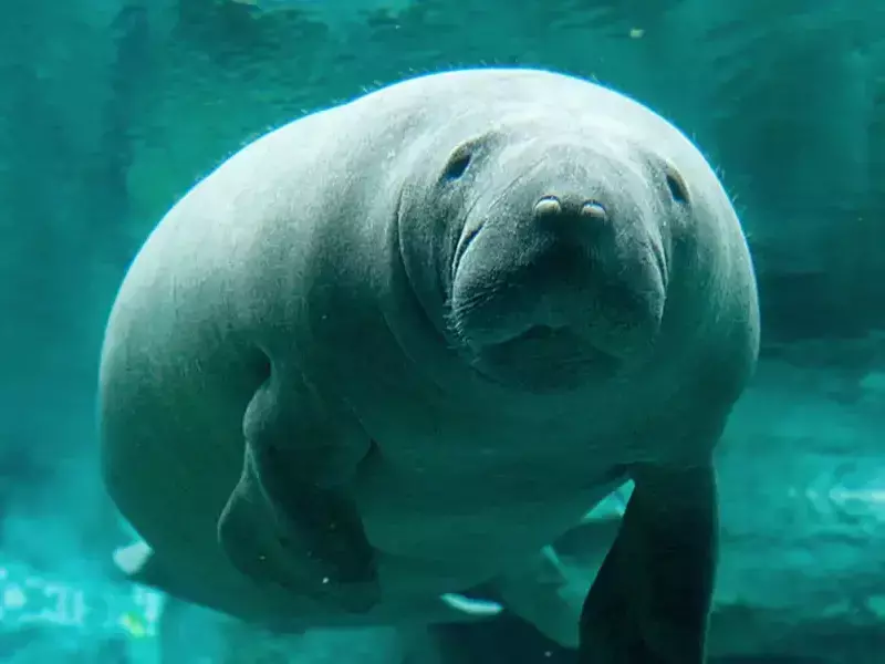 Аквариумът на Генуа