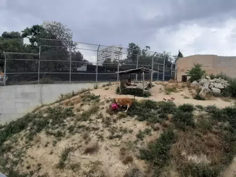 Лъвовете Симба и Косара от варненския зоокът станаха на 4 години 