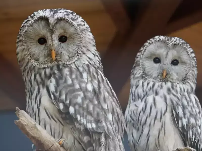 Една от най-едрите сови у нас - Уралска улулица