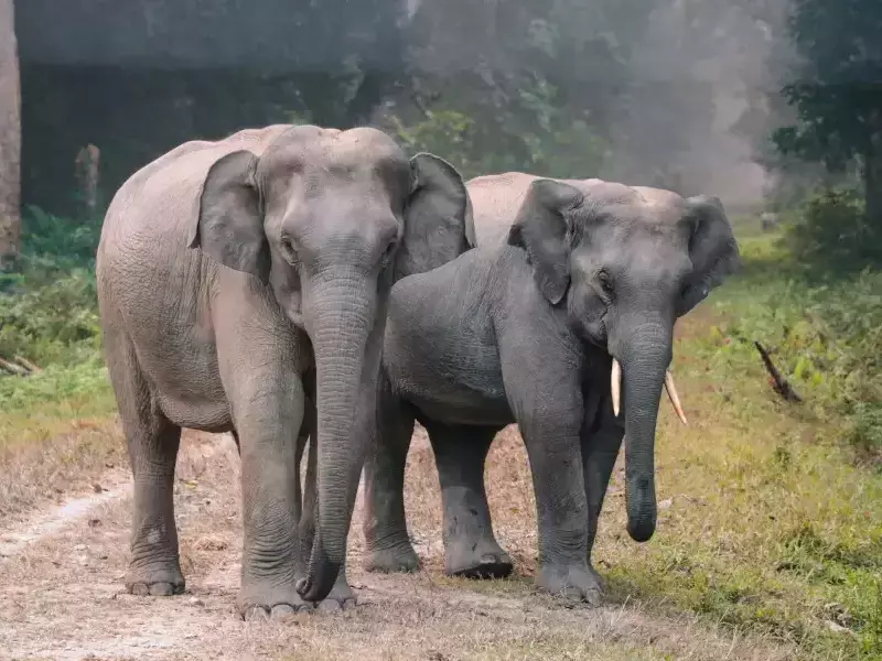 Световен ден на слона - 12.08