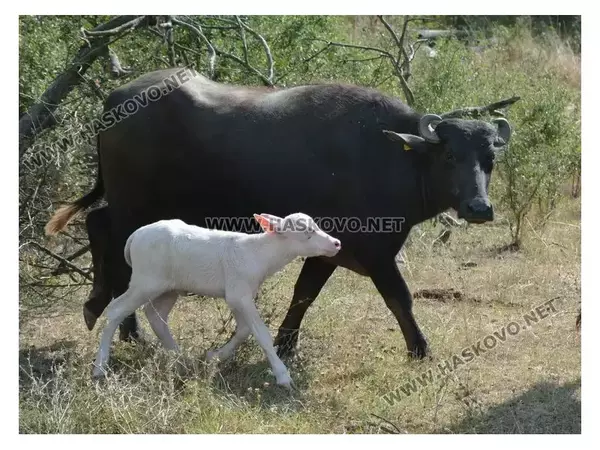 Бяло биволче се роди в Дряново, очакват да донесе късмет и надежда