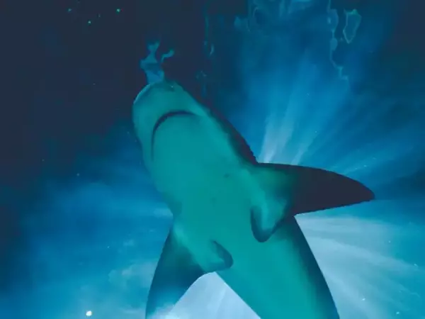 В Тихия океан има „кафене за бели акули“