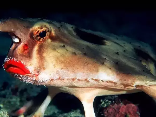 Дарвинов морски дявол - прилепът с червени устни (Ogcocephalus darwini)